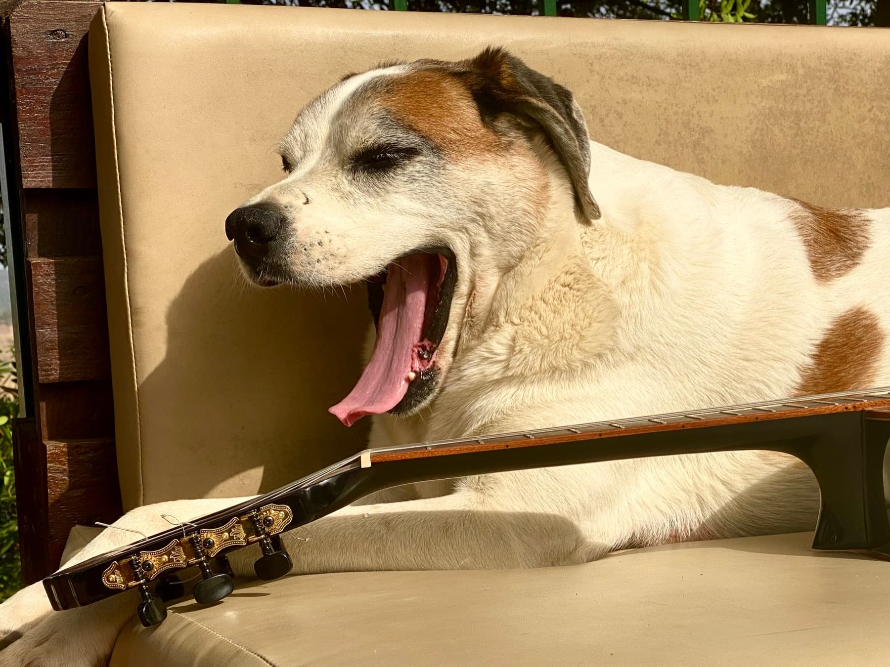 One of the Xtreme Gene dogs relaxing beside a guitar
